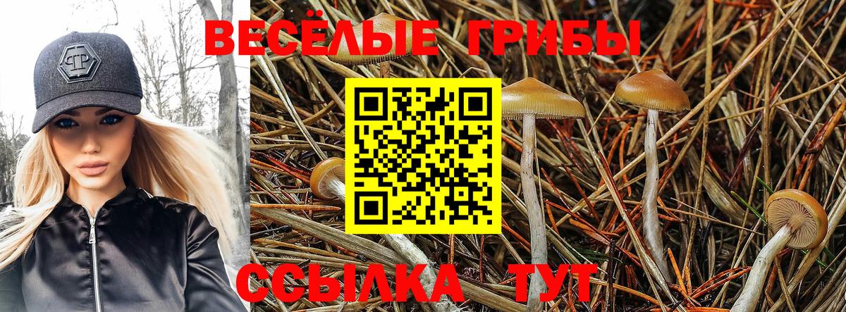 Галлюциногенные грибы Psilocybe Лабинск